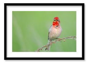 Dziwonia (Carpodacus erythrinus)