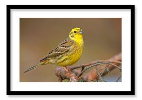 Trznadel (Emberiza citrinella)
