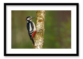 Dzięcioł duży (Dendrocopos major)