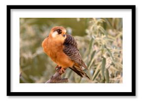 Kobczyk (Falco vespertinus)
