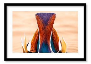 kolorowy ptak mandarynka tęcza głowa