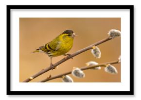 Czyż, czyż zwyczajny, czyż pospolity, czyżyk (Spinus spinus)