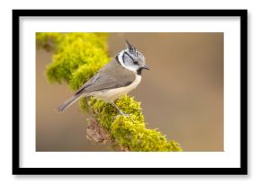 Czubatka europejska, czubatka, sikora czubatka, sikora czubata (Lophophanes cristatus)