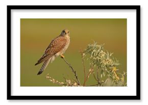 Pustułka (Falco tinnunculus)