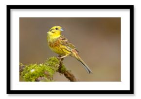 Trznadel zwyczajny, trznadel, trznadel żółtobrzuch (Emberiza citrinella)