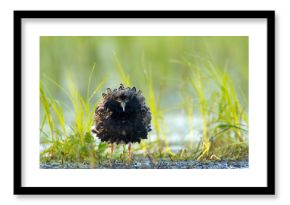 Batalion, bojownik (Calidris pugnax)
