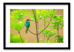 Żołna zwyczajna Merops apiaster