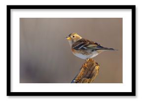 Jer (Fringilla montifringilla)
