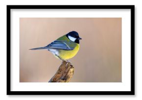 Sikora bogatka (Parus major)