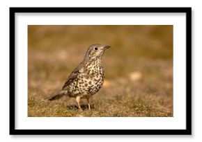 Paszkot (Turdus viscivorus)