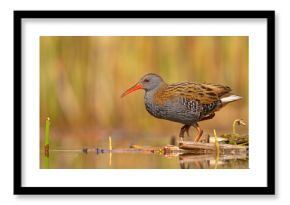 Wodnik (Rallus aquaticus)