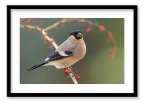 Gil (Pyrrhula pyrrhula)