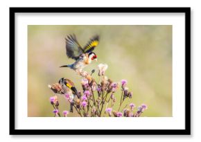 szczygieł (Carduelis carduelis) żeruje na kwiatach ostu