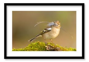 Zięba (Fringilla coelebs)
