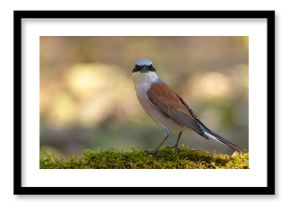 Gąsiorek (Lanius collurio)