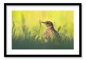 Lerka (Lullula arborea)