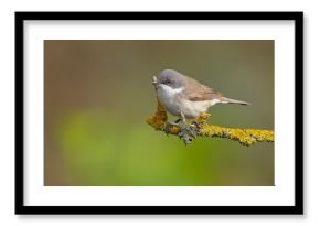 Piegża (Curruca curruca)