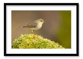 Piecuszek (Phylloscopus trochilus)