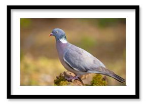 Grzywacz (Columba palumbus)