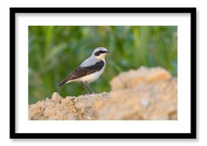 Białorzytka (Oenanthe oenanthe)