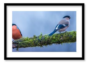 Gil zwyczajny Pyrrhula pyrrhula