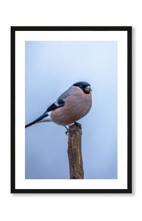 Gil zwyczajny Pyrrhula pyrrhula