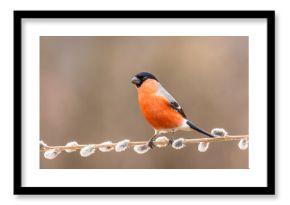 Gil zwyczajny Pyrrhula pyrrhula