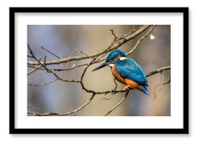 Kingfisher on the branch, Alcedo atthis 