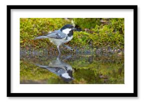 Sosnówka (Periparus ater)