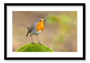 Rudzik (Erithacus rubecula)