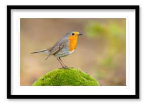 Rudzik (Erithacus rubecula)