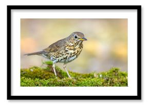 Śpiewak.(Turdus philomelos)