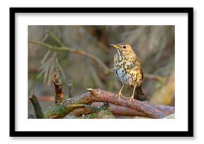 Śpiewak.(Turdus philomelos)