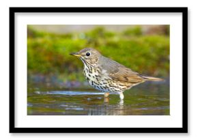 Śpiewak.(Turdus philomelos)