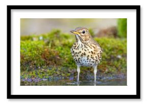 Śpiewak.(Turdus philomelos)