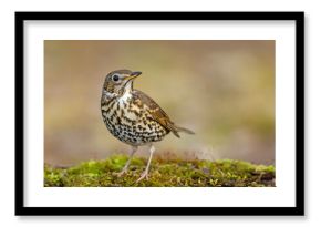 Śpiewak.(Turdus philomelos)