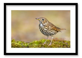Śpiewak.(Turdus philomelos)