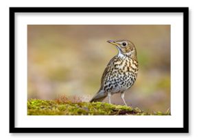 Śpiewak.(Turdus philomelos)