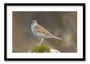 Śpiewak.(Turdus philomelos)