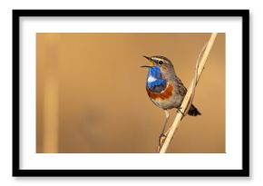 Podróżniczek (Luscinia svecica)