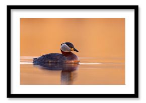 Perkoz rdzawoszyi (Podiceps grisegena)