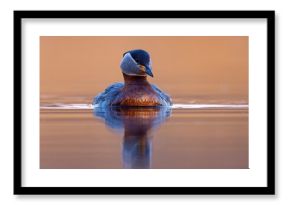 Perkoz rdzawoszyi (Podiceps grisegena)