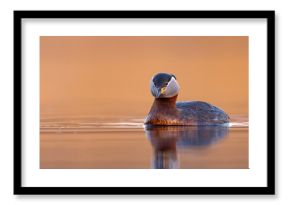 Perkoz rdzawoszyi (Podiceps grisegena)