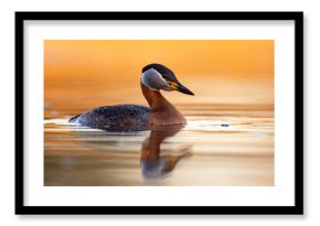 Perkoz rdzawoszyi (Podiceps grisegena)