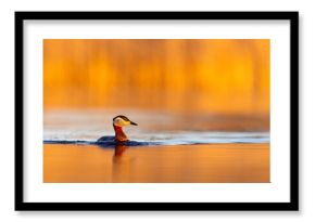 Perkoz rdzawoszyi (Podiceps grisegena)