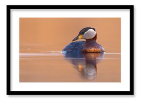 Perkoz rdzawoszyi (Podiceps grisegena)