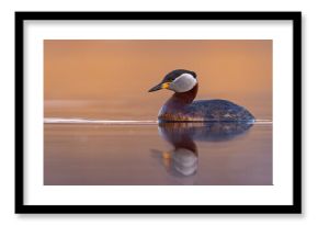 Perkoz rdzawoszyi (Podiceps grisegena)