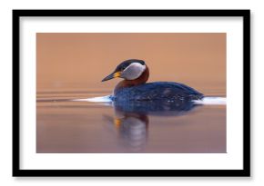 Perkoz rdzawoszyi (Podiceps grisegena)