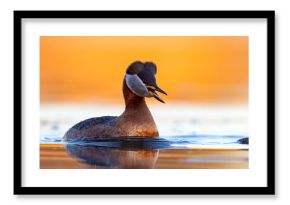 Perkoz rdzawoszyi (Podiceps grisegena)