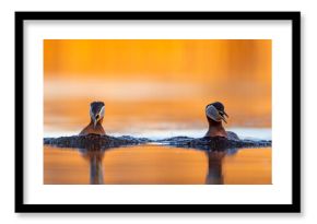 Perkoz rdzawoszyi (Podiceps grisegena)